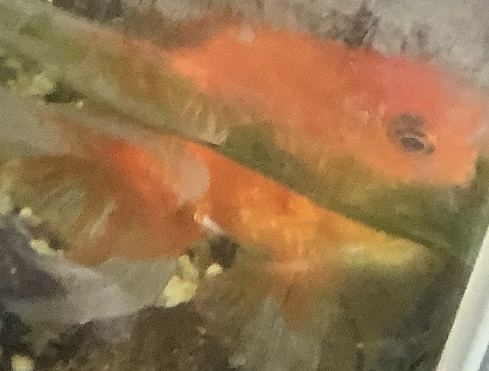 メダカと、金魚の画像。随時更新いたします。